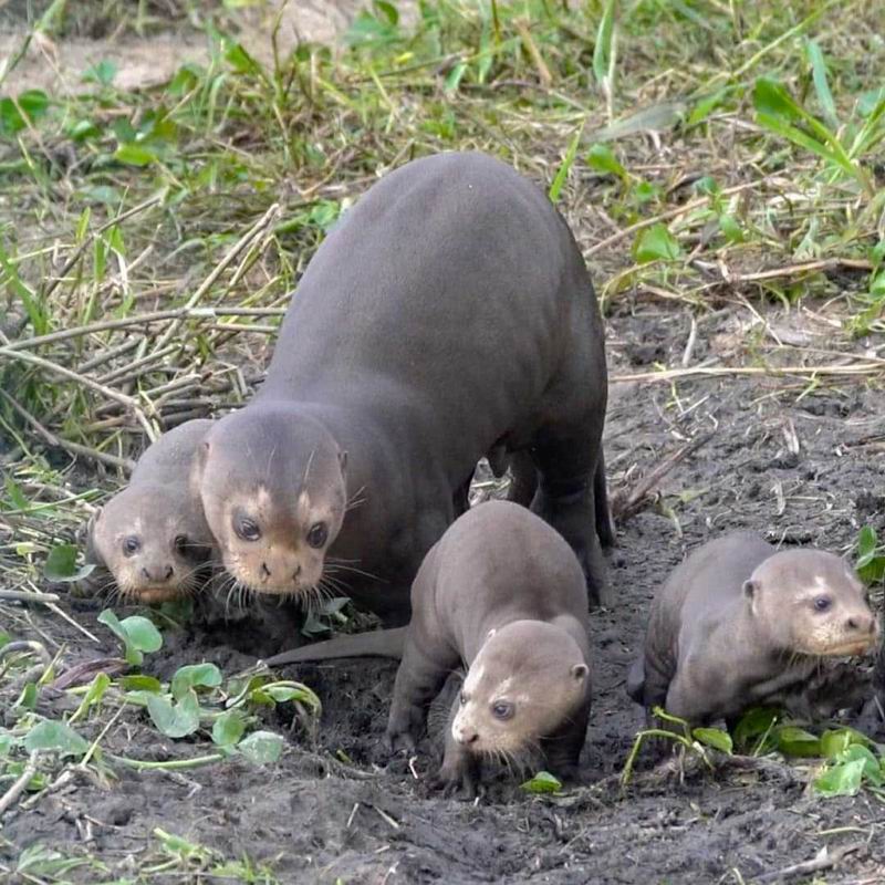 Un ejemplar de nutria gigante fue avistado en la región donde confluyen los ríos Paraná y Paraguay
