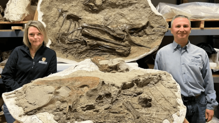 Analizaron restos del tiranosaurio y revelaron los hábitos alimenticios del depredador hace 80 millones de años.