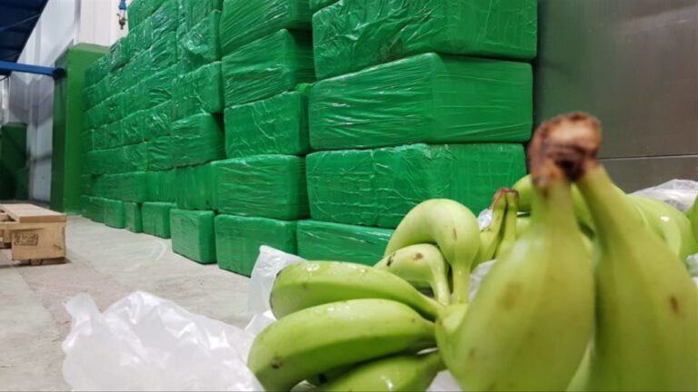 “Tráfico de Drogas en Ecuador: Nueva Ruta a Europa a Través de Cajas de Bananas y Cacao”