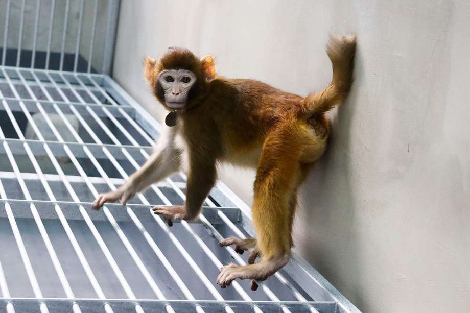 De Dolly al macaco Rhesus: Una breve retrospectiva sobre la evolución de la clonación