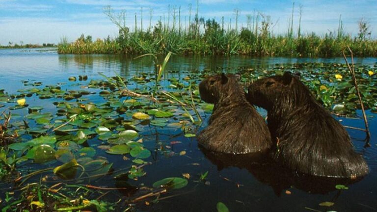 Día Mundial de los Humedales: Importancia para la Biodiversidad y Amenazas Actuales