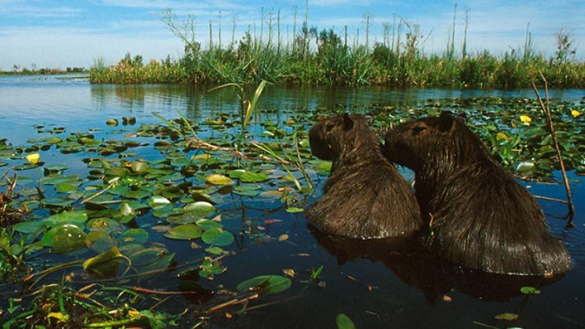 Día Mundial de los Humedales: Importancia para la Biodiversidad y Amenazas Actuales