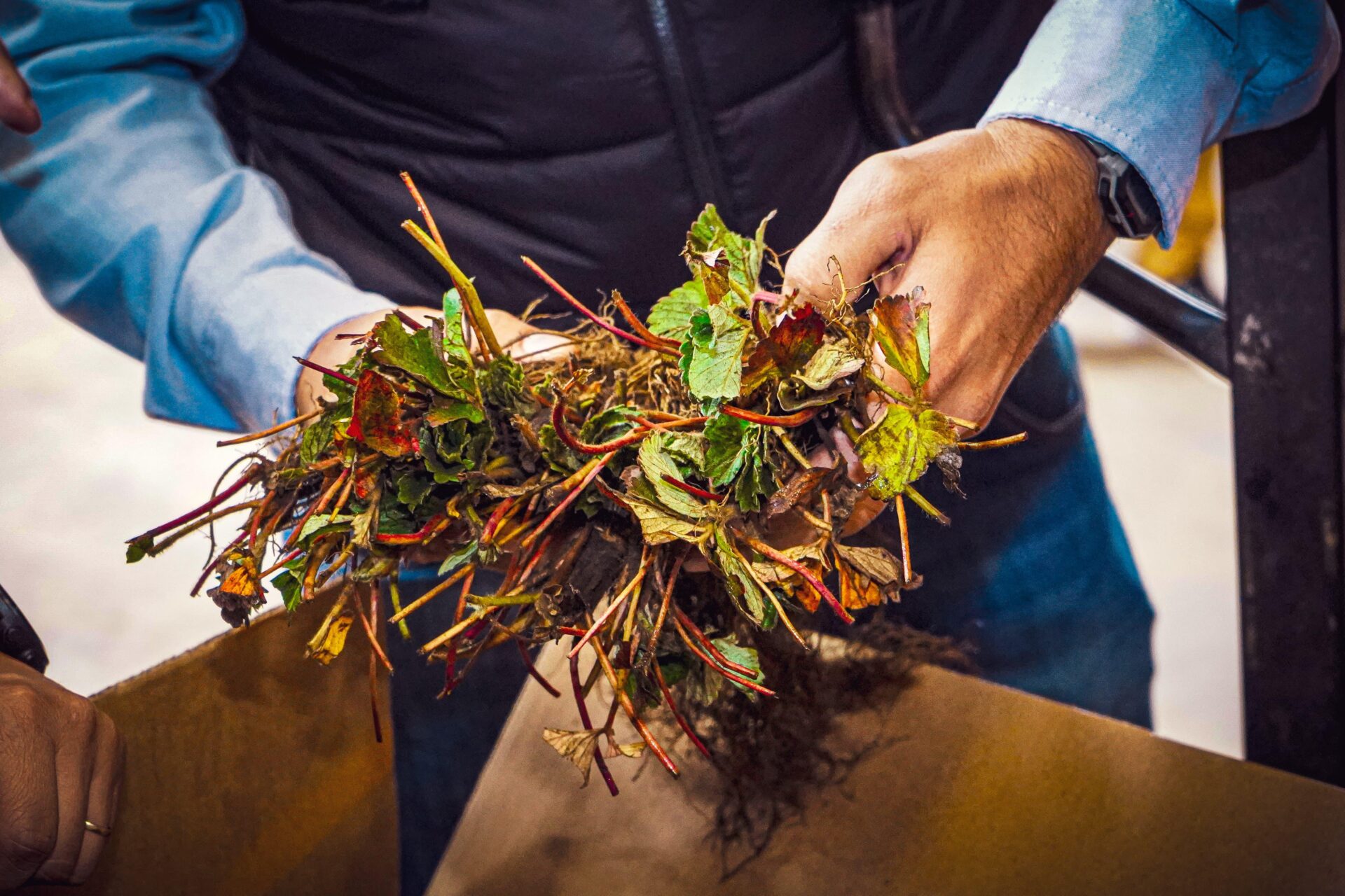 Fomento al Sector Agrícola: Gobierno Distribuye Plantines de Frutillas en 30 Localidades
