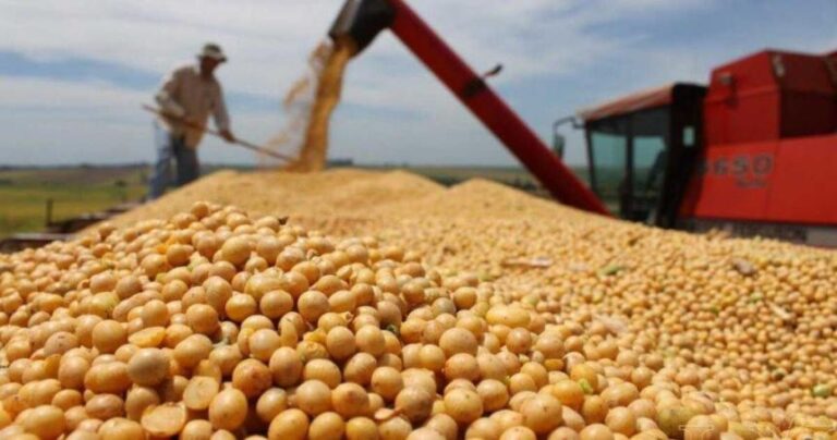 Reducción de la Superficie Sembrada de Soja en 4,56 Millones de Hectáreas
