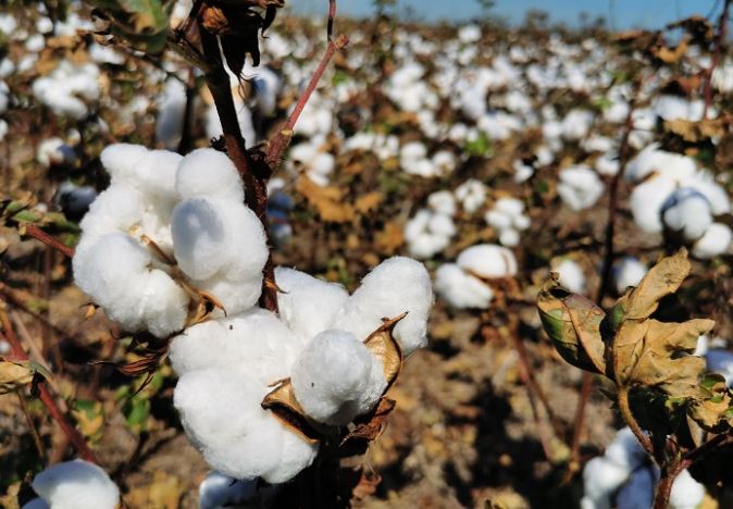 Finaliza la cosecha de algodón con retrasos y el gobierno apoya a pequeños y medianos productores
