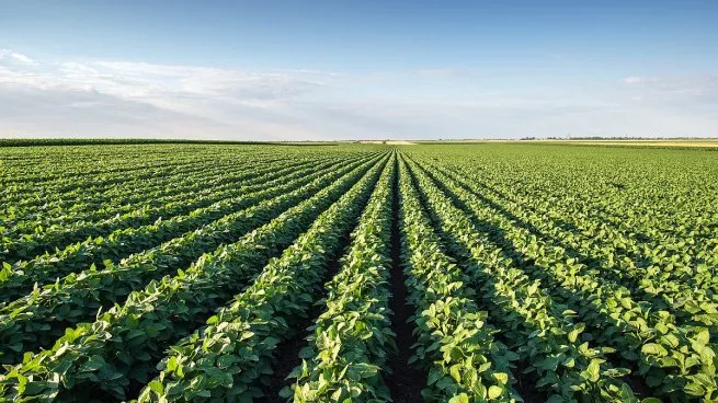 La soja alcanza máximos de dos meses en Chicago impulsada por el estímulo económico de China