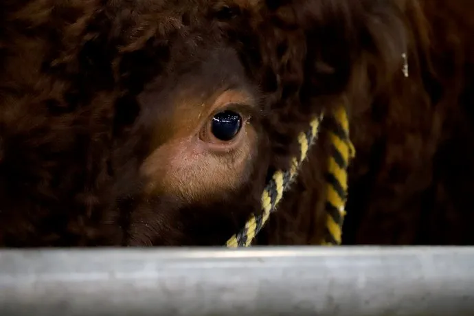 El Gobierno implementa la trazabilidad electrónica para el ganado y apoyará a los productores